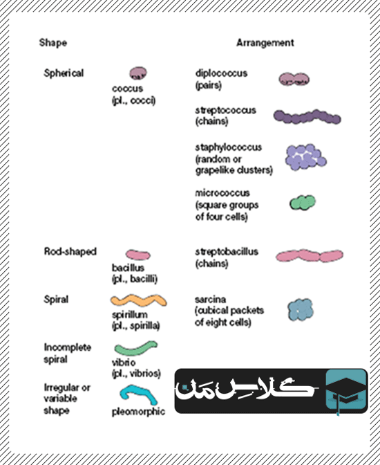 اموزش باکتری |اموزش میکروب شناسی پزشکی | جزوه باکتری شناسی 