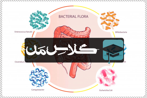 اموزش باکتری |اموزش میکروب شناسی پزشکی | جزوه باکتری شناسی 