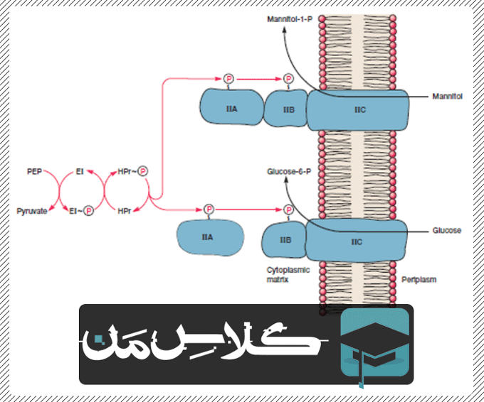 اموزش باکتری |اموزش میکروب شناسی پزشکی | جزوه باکتری شناسی ( قسمت چهارم )