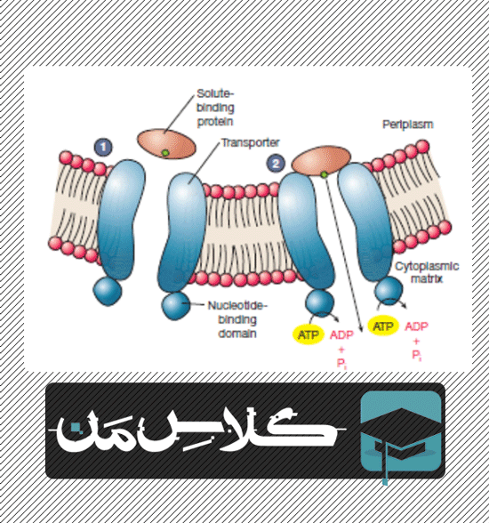 اموزش باکتری |اموزش میکروب شناسی پزشکی | جزوه باکتری شناسی ( قسمت چهارم )